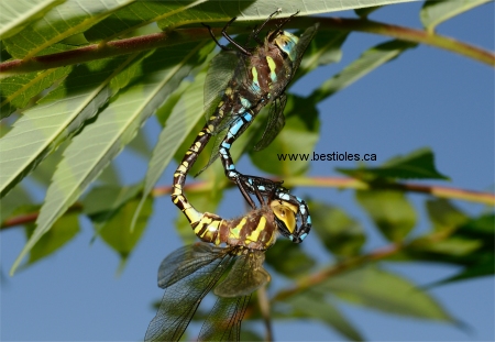 Photo de l'accouplement de libellules