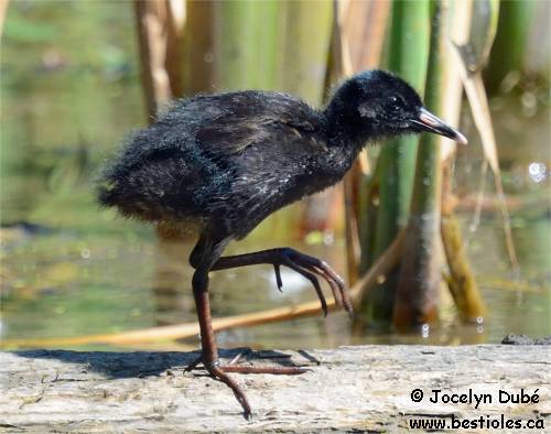 Photo d'un oiseau nidifuge