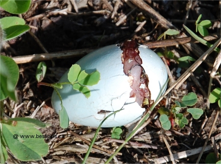 Photo d'un oeuf d'oiseau bris�