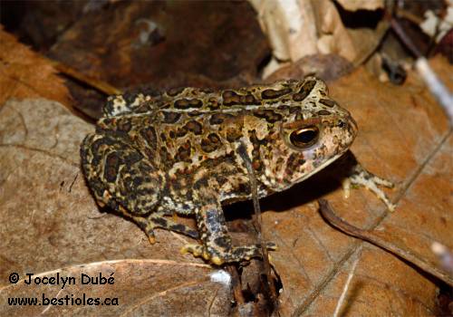 Crapaud d'Amérique