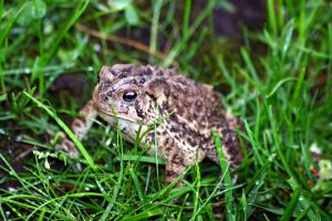 Photo d'un crapaud