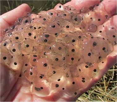 Photo d'oeufs d'amphibiens