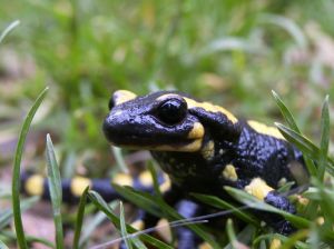 Photo d'une salamandre tachetée