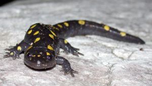 Photo de salamandre