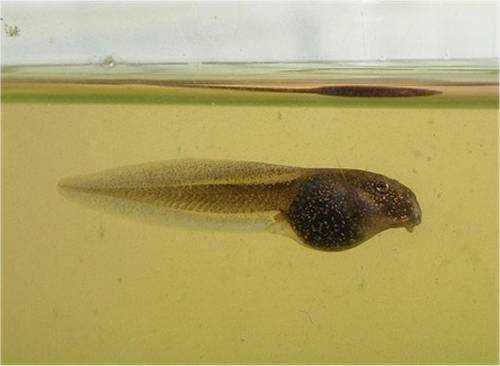 Photo d'un têtard