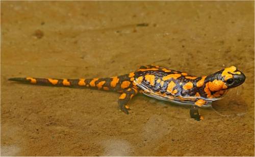 Photo d'urod�le (salamandre)