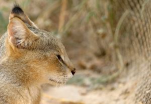 Photo de chat sauvage