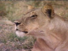 Photo d'une lionne