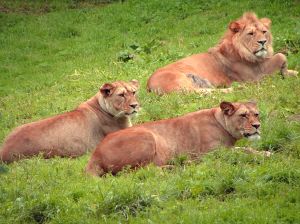 Photo de lions dans l'herbe