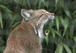 Photo de lynx
