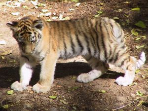 Photo d'un bébé tigre
