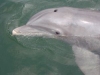Dauphin