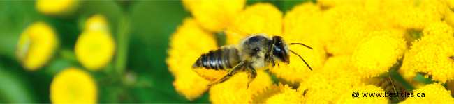 Photo d'une abeille d�coupeuse