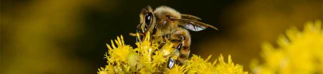 Photo d'un insecte de la famille Apidae