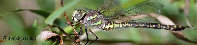 Photo d'un insecte du sous-ordre des Anisopt�re (Anisoptera)