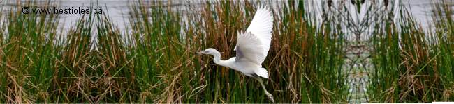 Photo d'aigrette neigeuse