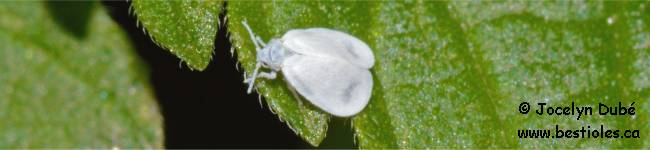 Insectes de la famille des Aleurodes (Aleyrodidae)