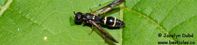 Photo d'insecte du genre ancistrocerus