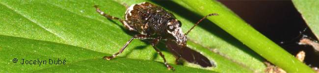 Photo d'un insecte de la famille des Anthribid�s (Anthribidae)