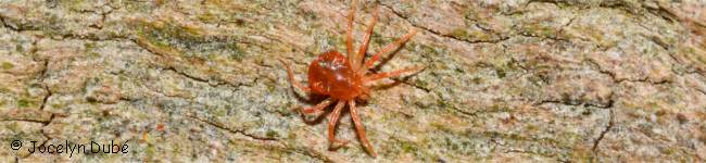 Photo d'anystid�s (Anystidae)