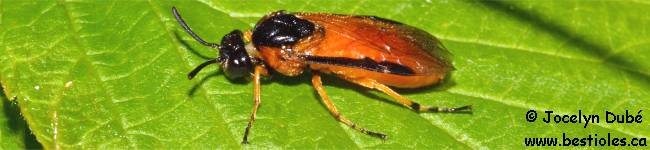 Photo d'insecte du sous-ordre des symphytes