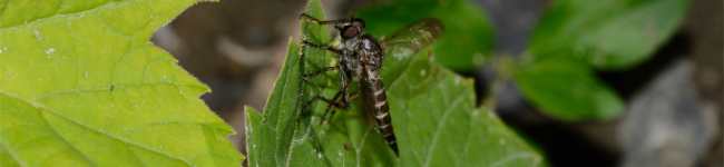 Photo d'une mouche asilide