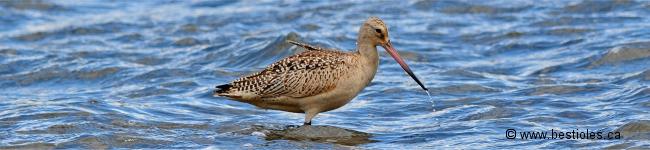 Photo d'un oiseau de la famille des Scolopacid�s