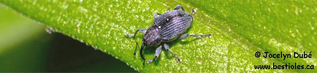 Photo d'un insecte de la famille des Baridinae