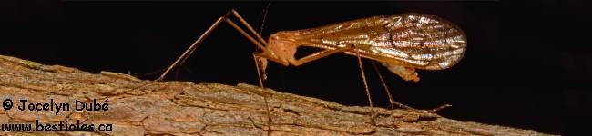 Photo d'un insecte de la famille Bittacidae