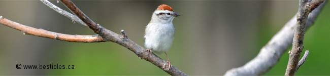 Photo d'un bruant familier