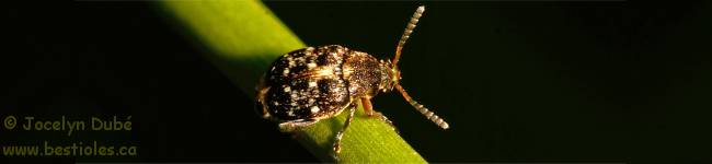 Photo de bruche du pois (Bruchus pisorum)