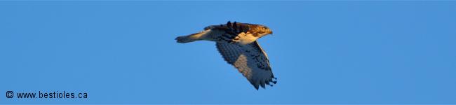 Photo d'une buse � queue rousse