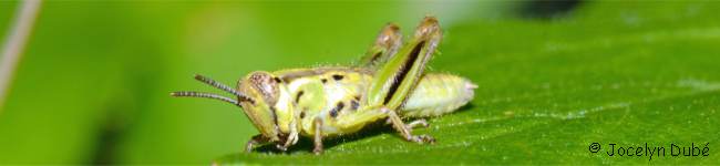 Photo d'un insecte du sous-ordre des Caelif�res (Caeliifera)