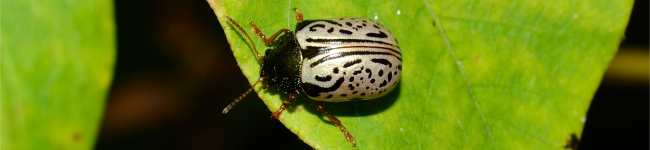 Photo d'un calligraphe