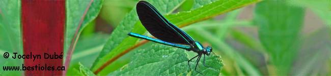 Insecte de la famille des Calopterygidae
