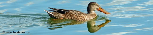 Photo d'un oiseau palmip�de
