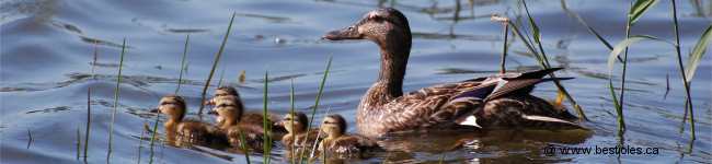 Photo d'une canne et ses canetons