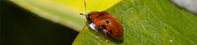 Photo de casside dor�e