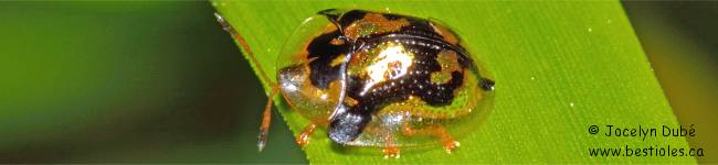 Photo d'une casside tachet�e