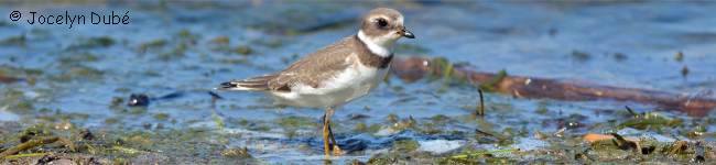 Photo d'un oiseau de la famile des Charadriid�s (Charadriidae)