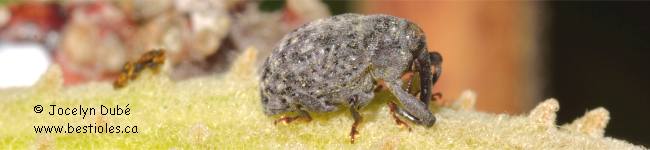 Photo d'un Charan�on de l'ascl�piade