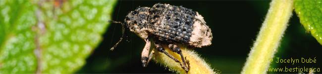 Photo d'un Charan�on du saule