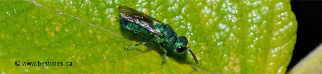 Photo d'insecte de l'infra-ordre des Acul�ates