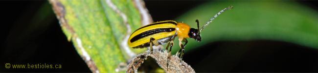 Photo d'une Chrysom�le du concombre - Acalymma vittatum