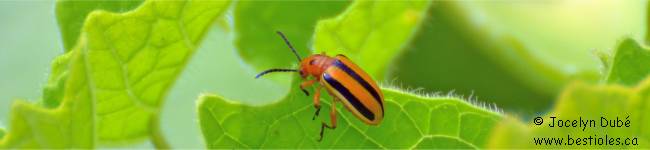 Photo de chrysom�le ray�e de la pomme de terre