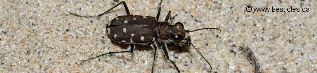 Photo de cicind�le � douze points