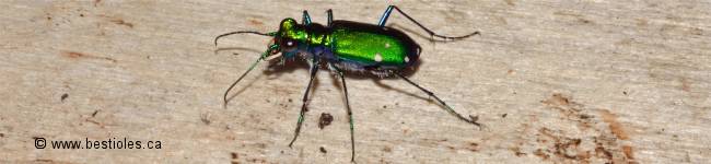 Photo d'une cicind�le � six points