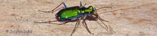 Photo de cicind�le (Cicindelinae)