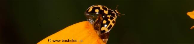 Photo d'un coccinellid�s qui s'envole