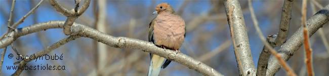 Oiseaux columbid�s (Columbidae)